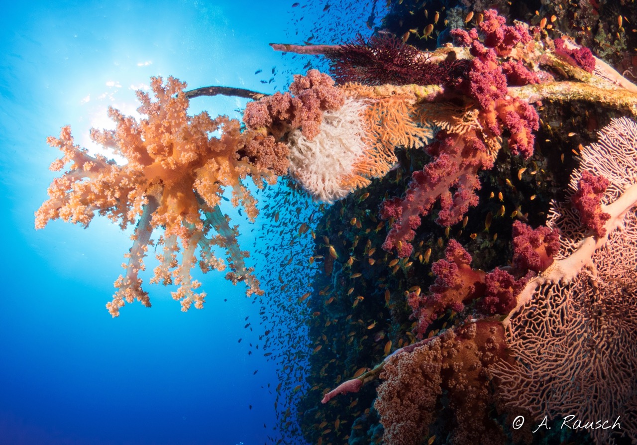 Mit Blitz manuell belichtete Korallen vor tiefblauem Hintergrund | ISO 200, f14, 1/60s | Bild: A. Rausch