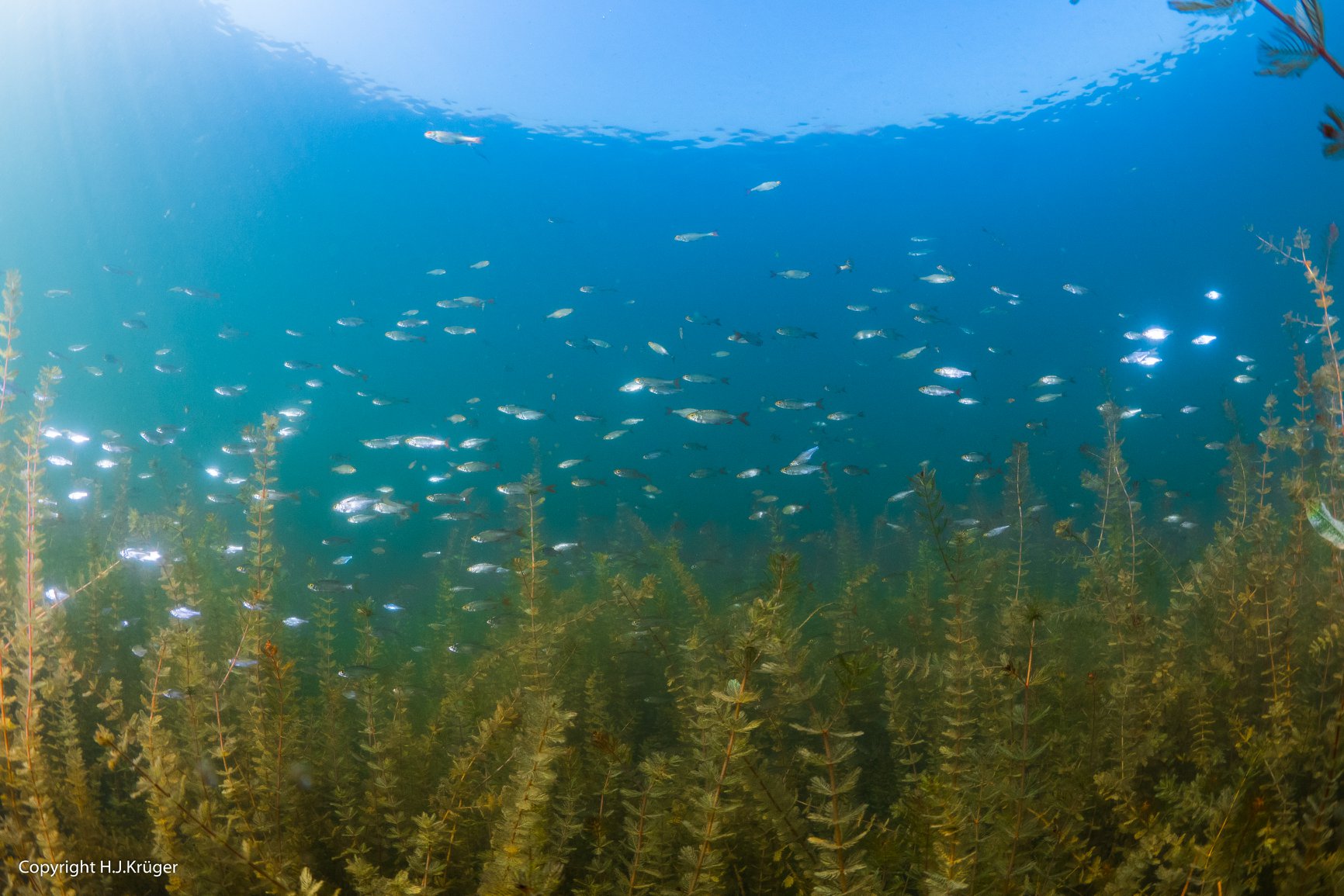 Unterwasserfoto See Algen