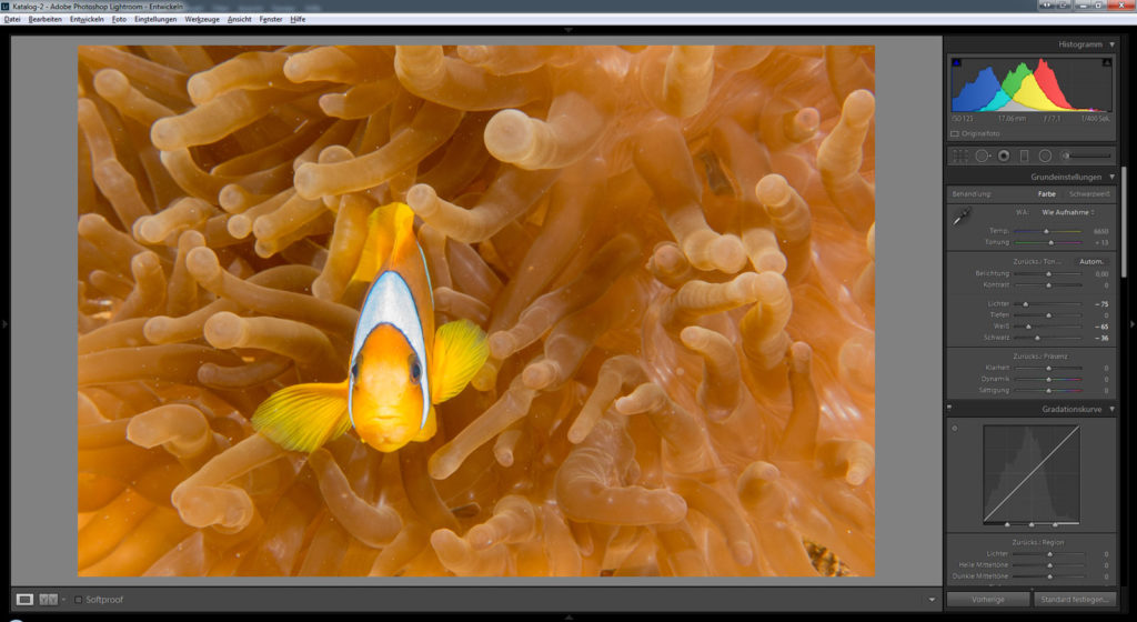 Bildbearbeitung Lightroom Photoshop Unterwasserfotografie Beispiel Anemonenfisch Tauchen Ägypten