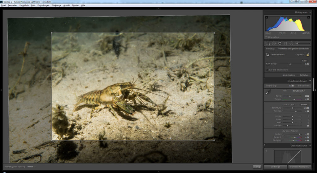 Bildbearbeitung Unterwasserfotografie Tauchen - Süßwasser Kamberkrebs mit Lightroom