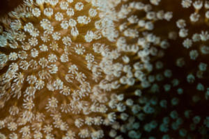 Polypen einer Koralle