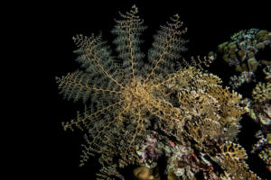 Koralle beim Nachttauchgang